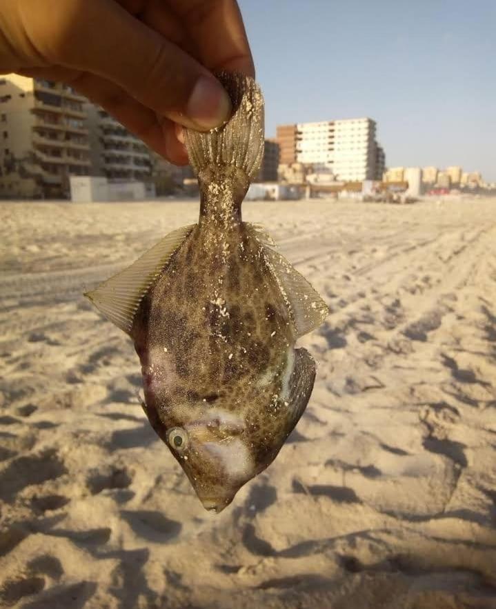 Apartment Panorama Beach Elzohour Alexandria Exterior photo